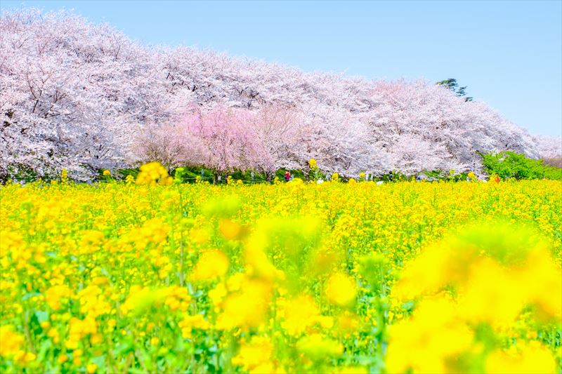 pixta_85284911_M