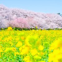 pixta_85284911_M